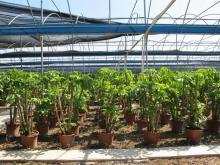 綠意盎然，品質(zhì)生活 順發(fā)園藝綠化植物推薦