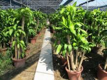 室內(nèi)園藝優(yōu)選 綠蘿、綠寶樹(shù)與金山棕的養(yǎng)護(hù)與裝飾藝術(shù)