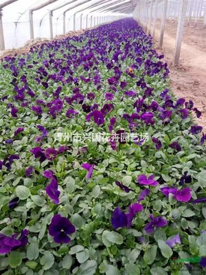 青州興國(guó)花卉園藝場(chǎng) 深耕園藝種植，綻放產(chǎn)業(yè)之花